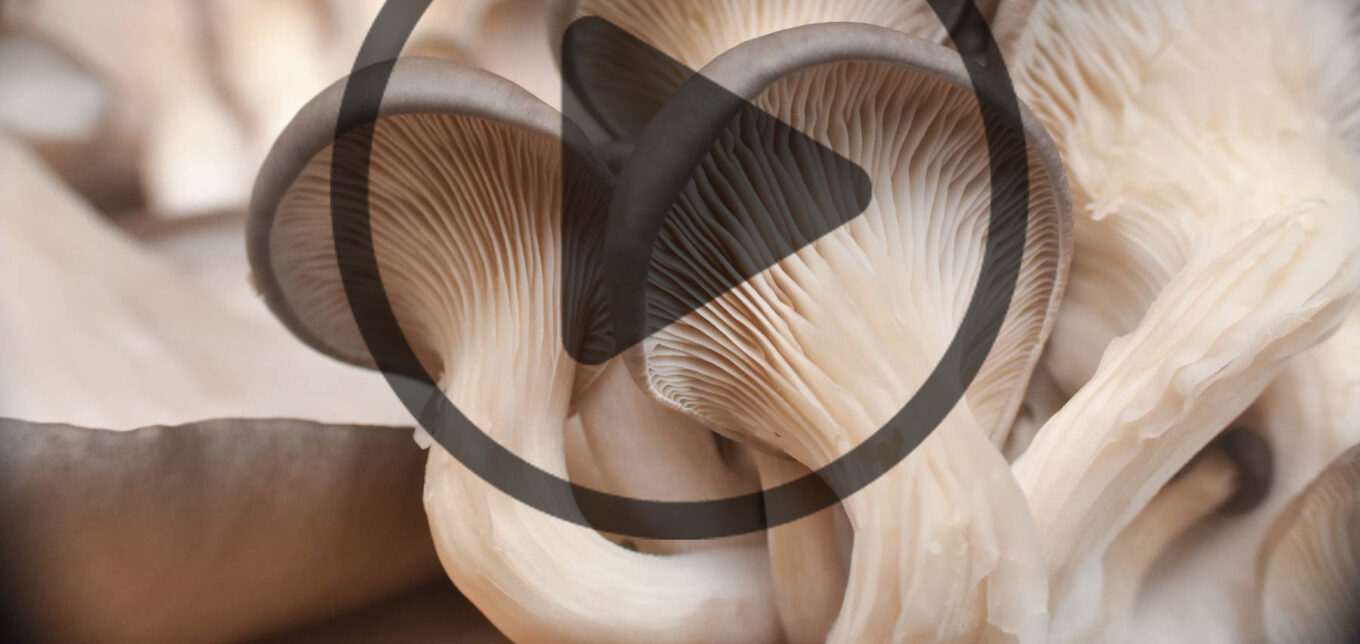 How to Grow Mushrooms: Liquid Culture Recipe – Mother Earth News - Vimarsana News